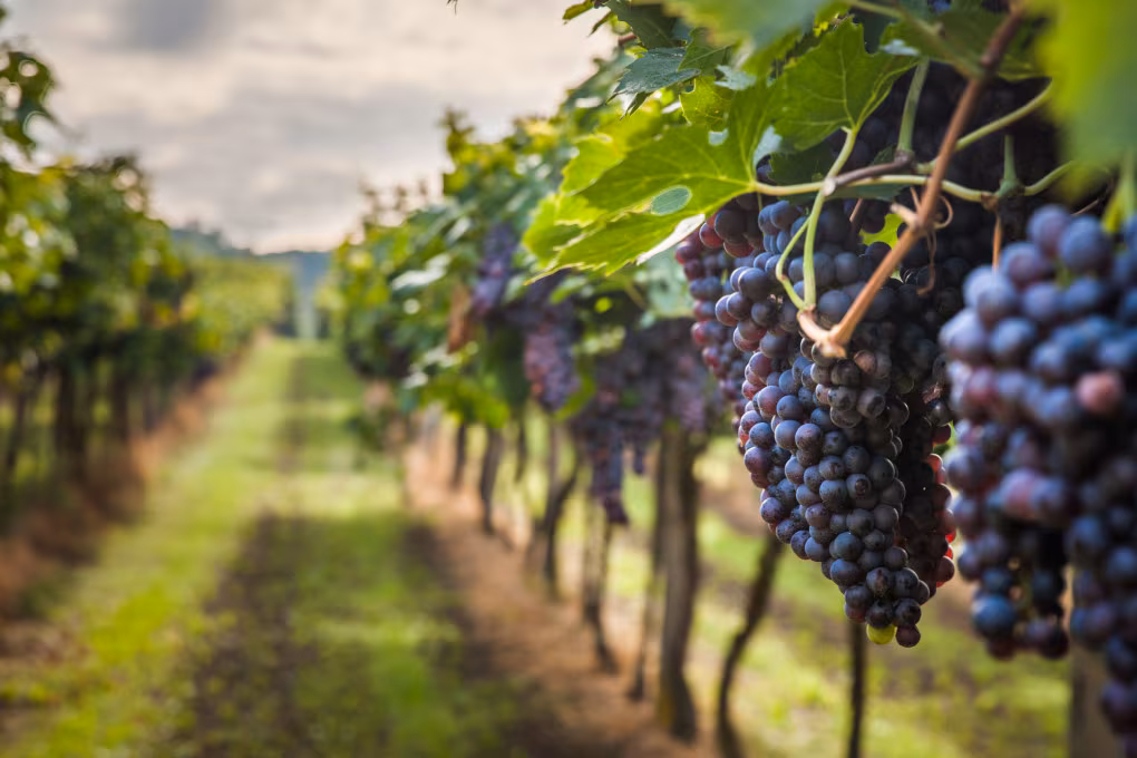 Vigneti Eroici: Coltivare l’Uva dove la Natura è Sfida